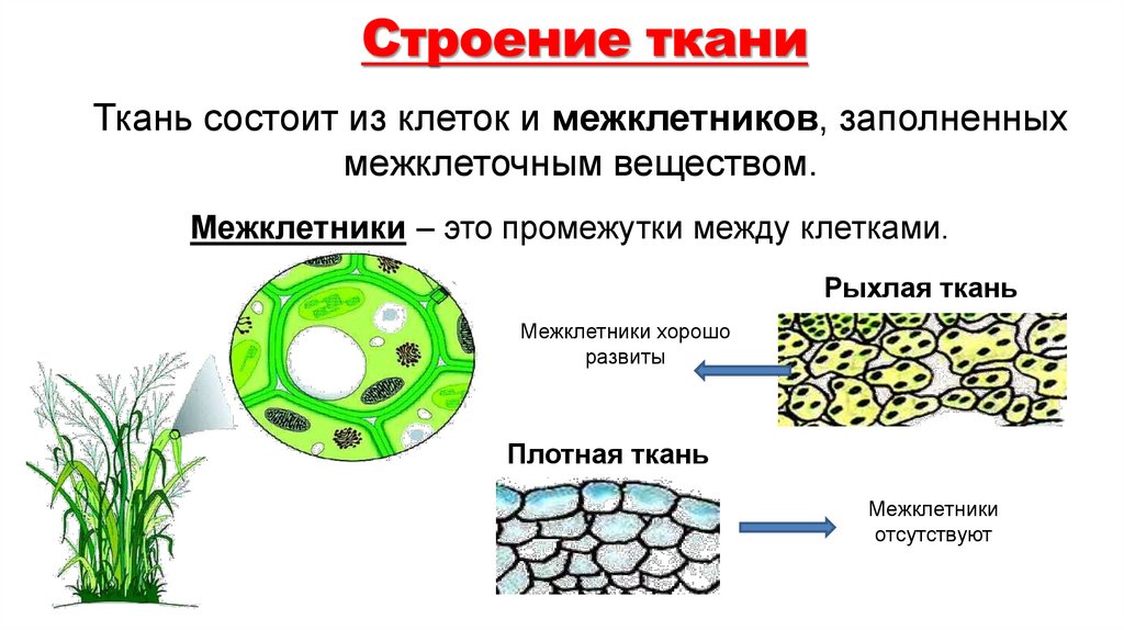 Строение ткани