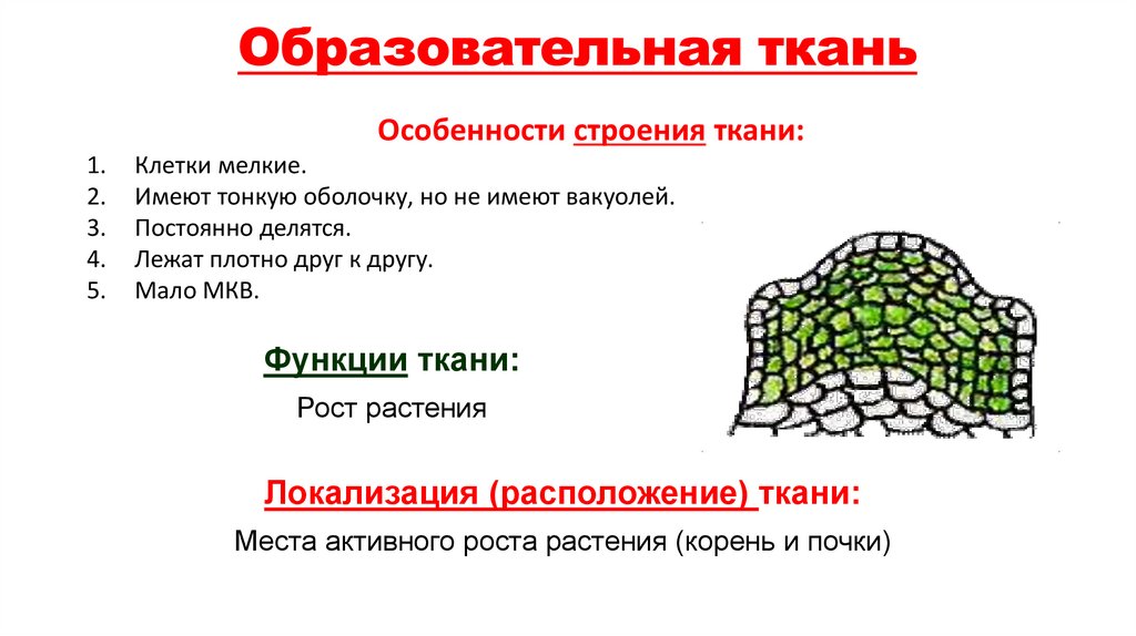 Образовательная ткань