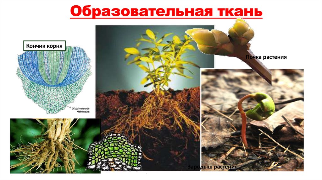 Образовательная ткань