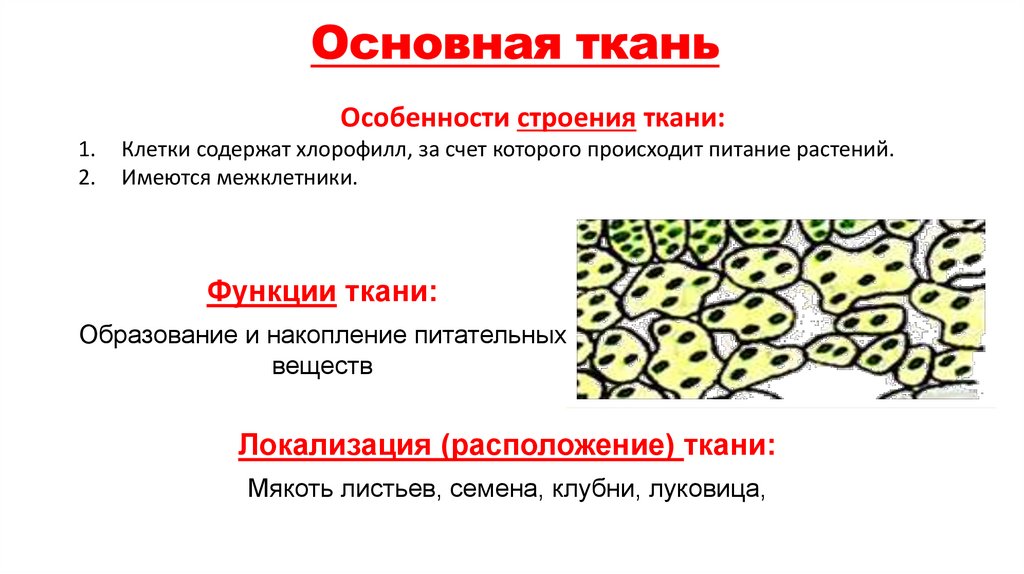 Основная ткань