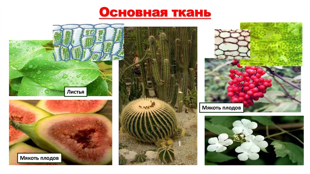 Основная ткань