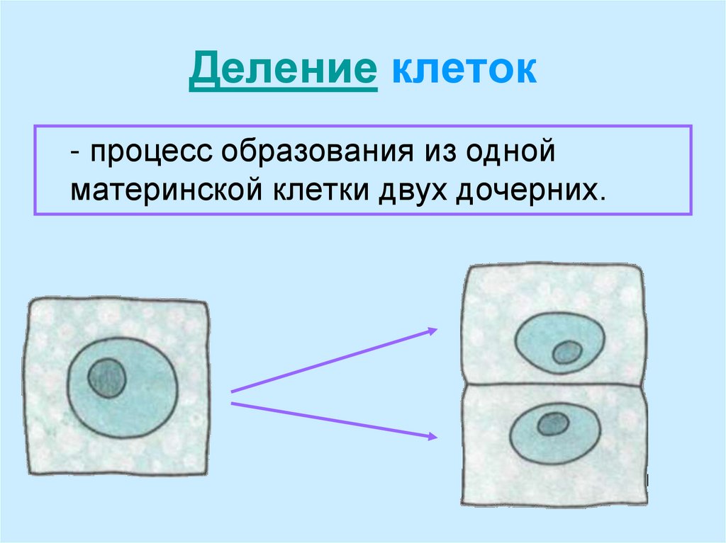 Деление клеток