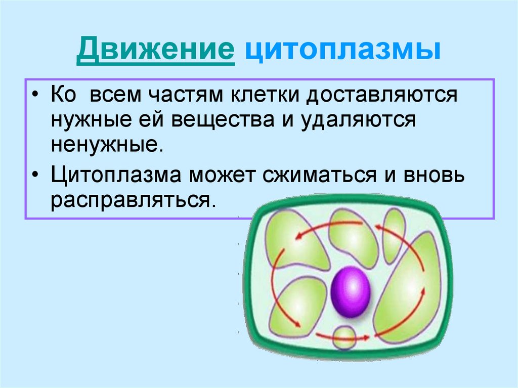 Движение цитоплазмы