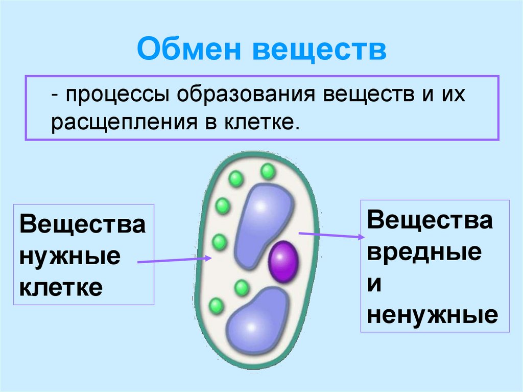 Обмен веществ