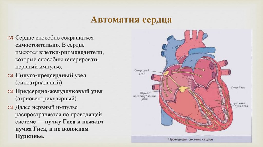 Автоматия сердца