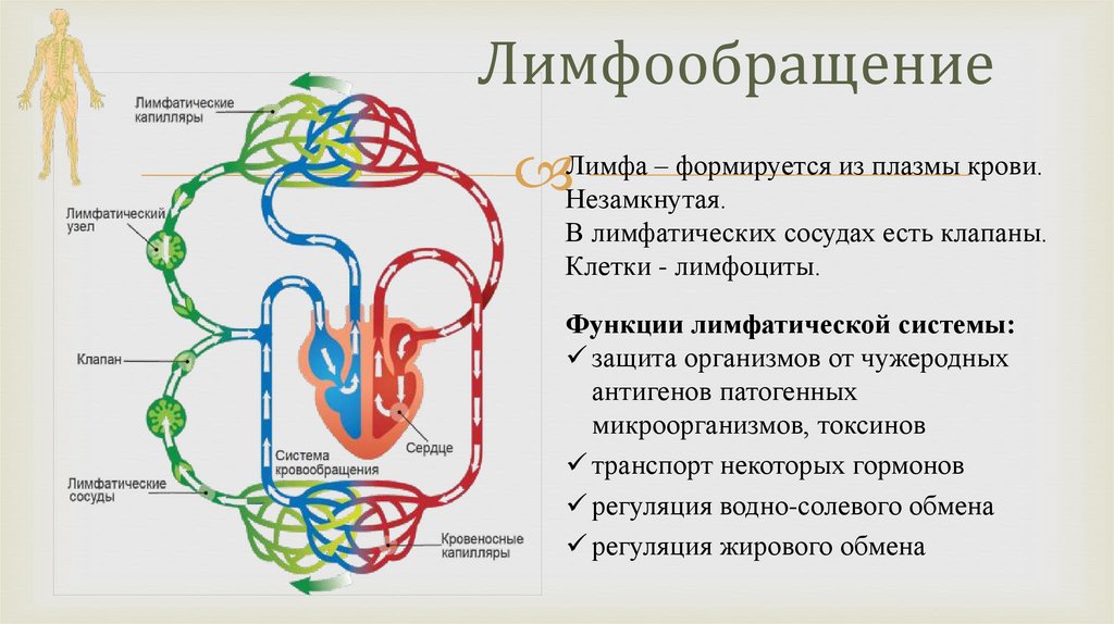 Лимфообращение