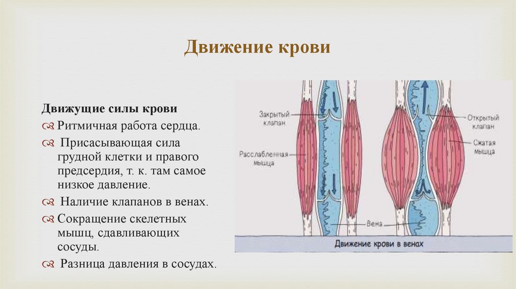 Движение крови