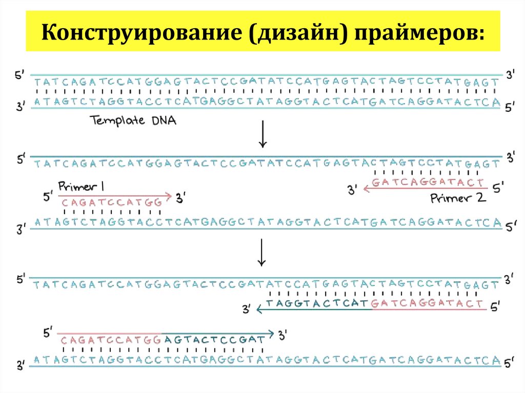 Конструирование (дизайн) праймеров: