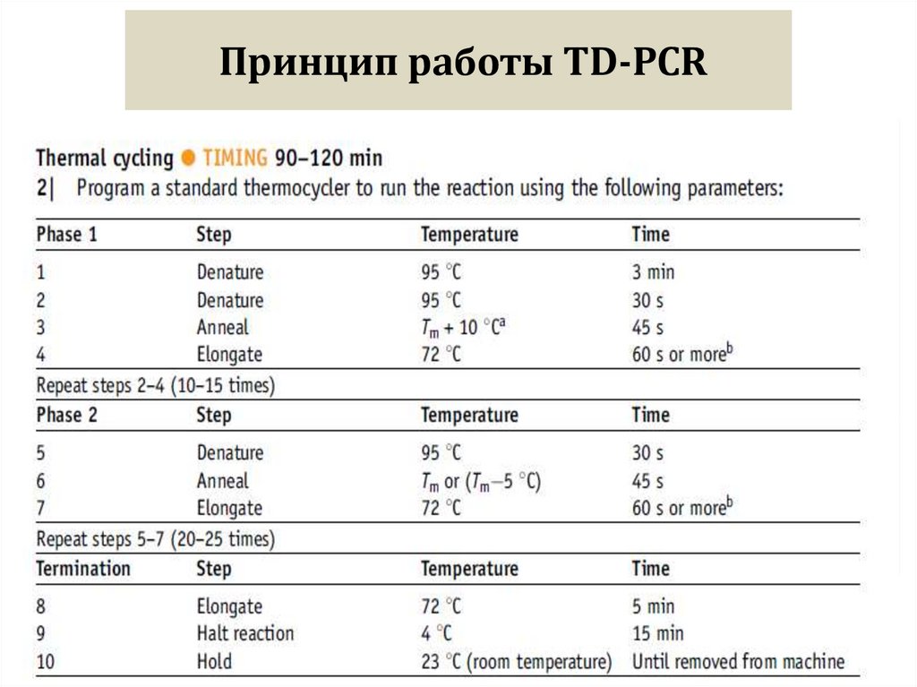 Принцип работы TD-PCR