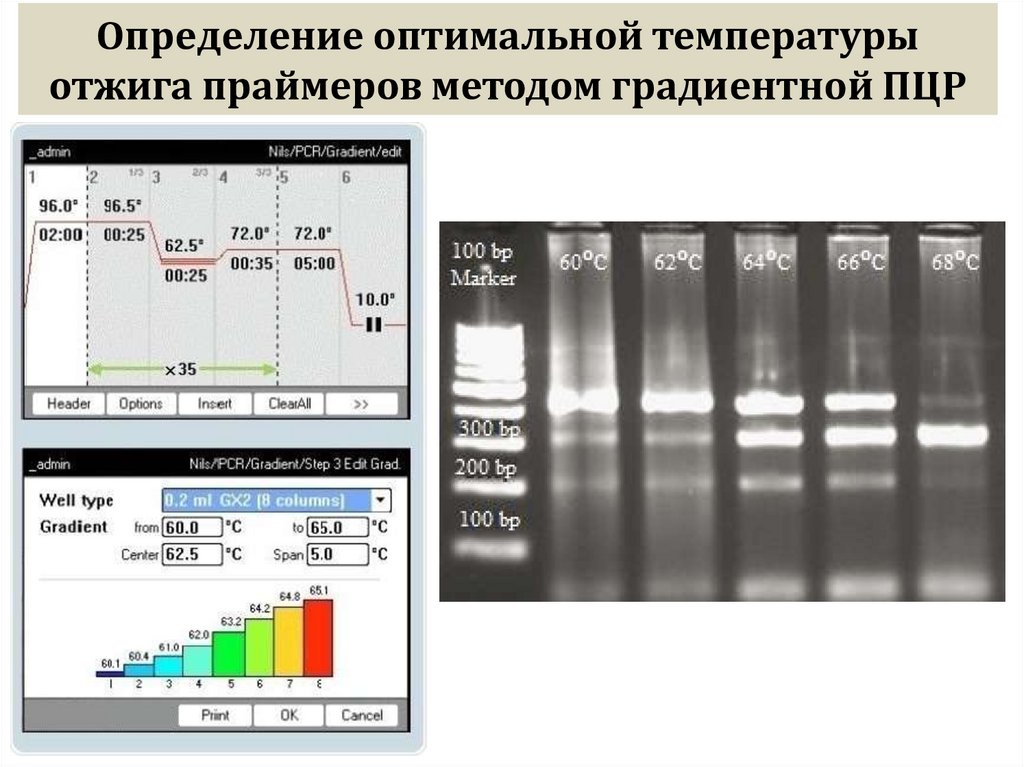 Определение оптимальной температуры отжига праймеров методом градиентной ПЦР