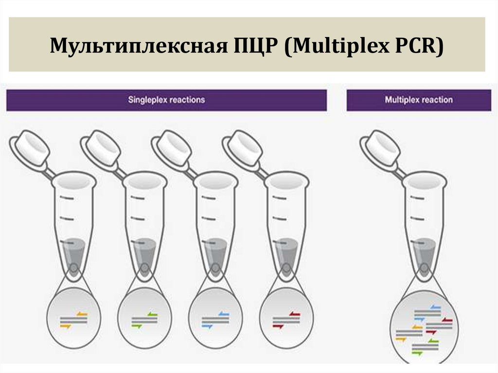 Мультиплексная ПЦР (Multiplex PCR)