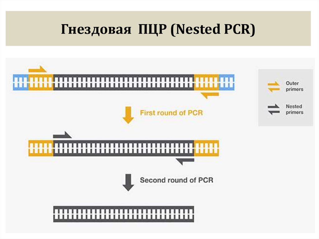 Гнездовая ПЦР (Nested PCR)