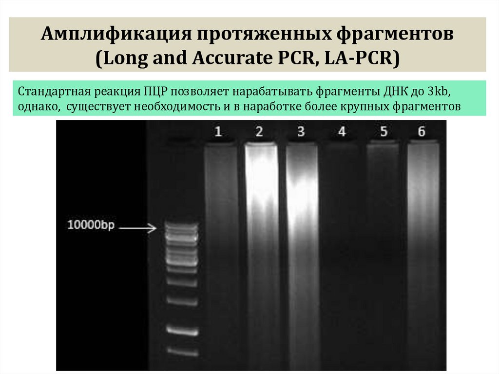 Амплификация протяженных фрагментов (Long and Accurate PCR, LA-PCR)