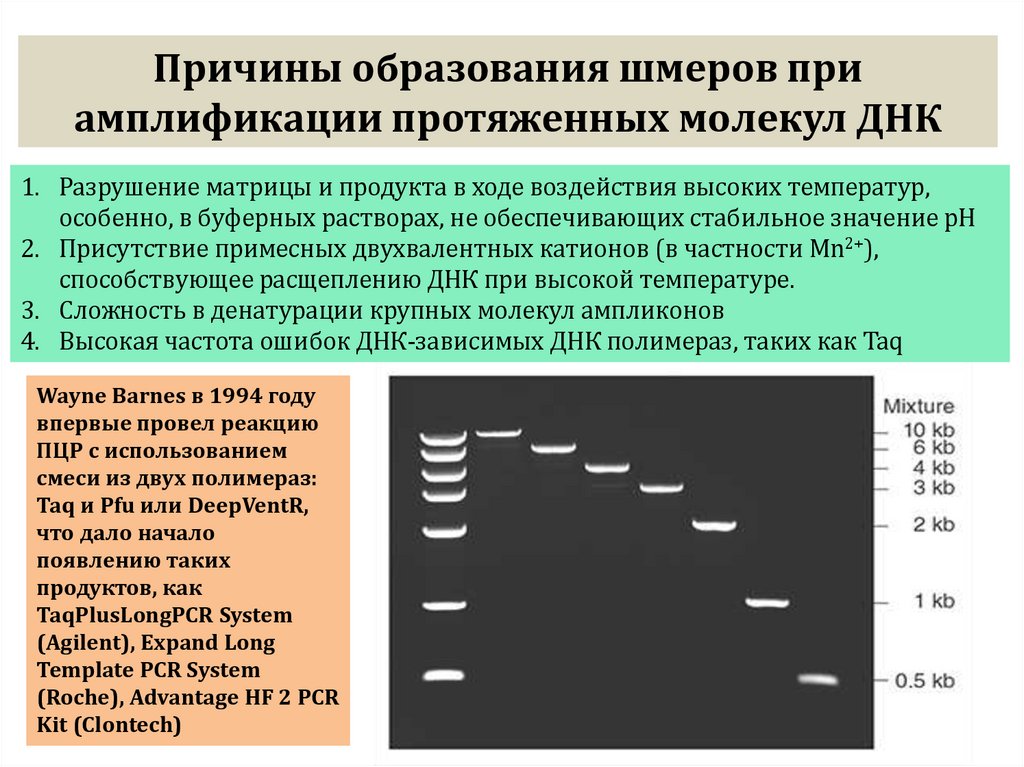 Причины образования шмеров при амплификации протяженных молекул ДНК