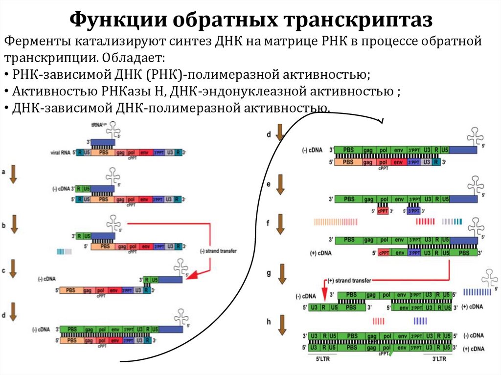 Функции обратных транскриптаз