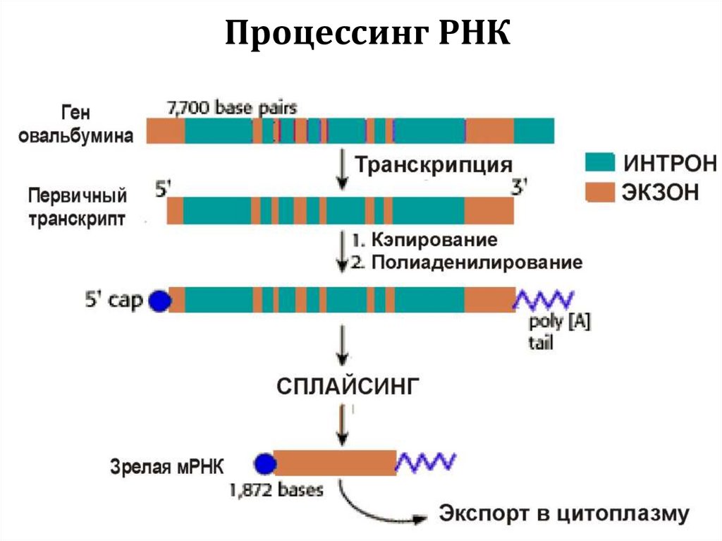 Процессинг РНК