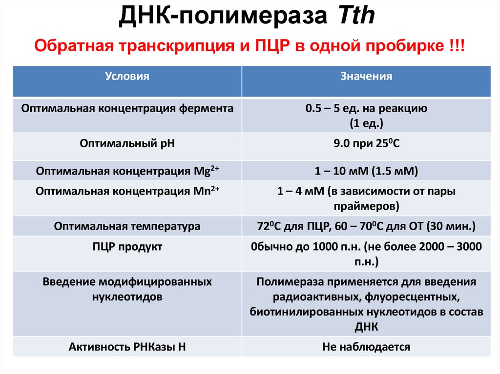 ДНК-полимераза Tth