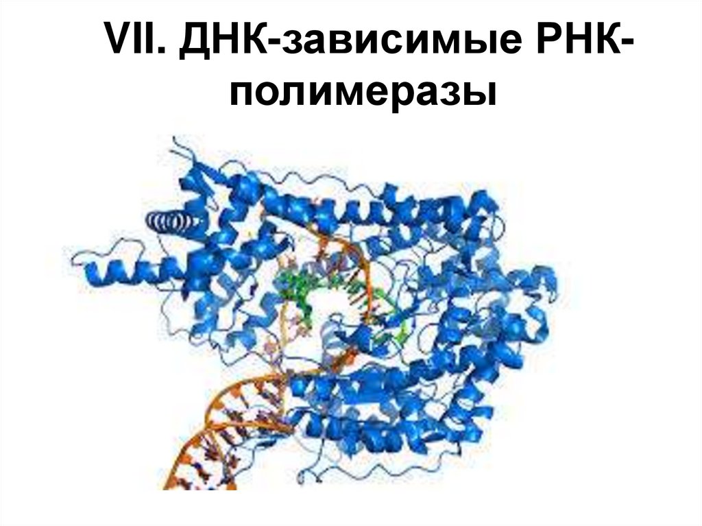 VII. ДНК-зависимые РНК-полимеразы