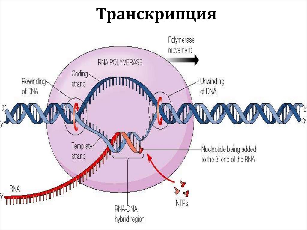 Транскрипция