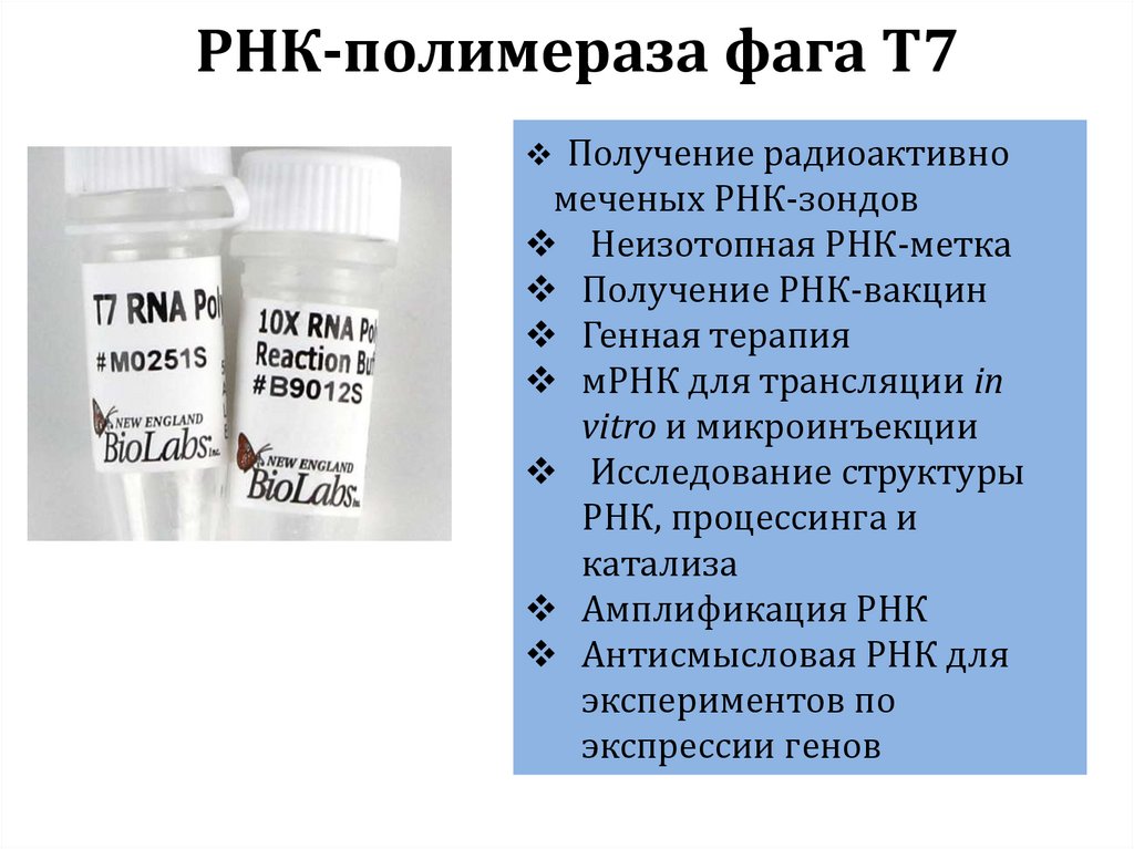РНК-полимераза фага T7