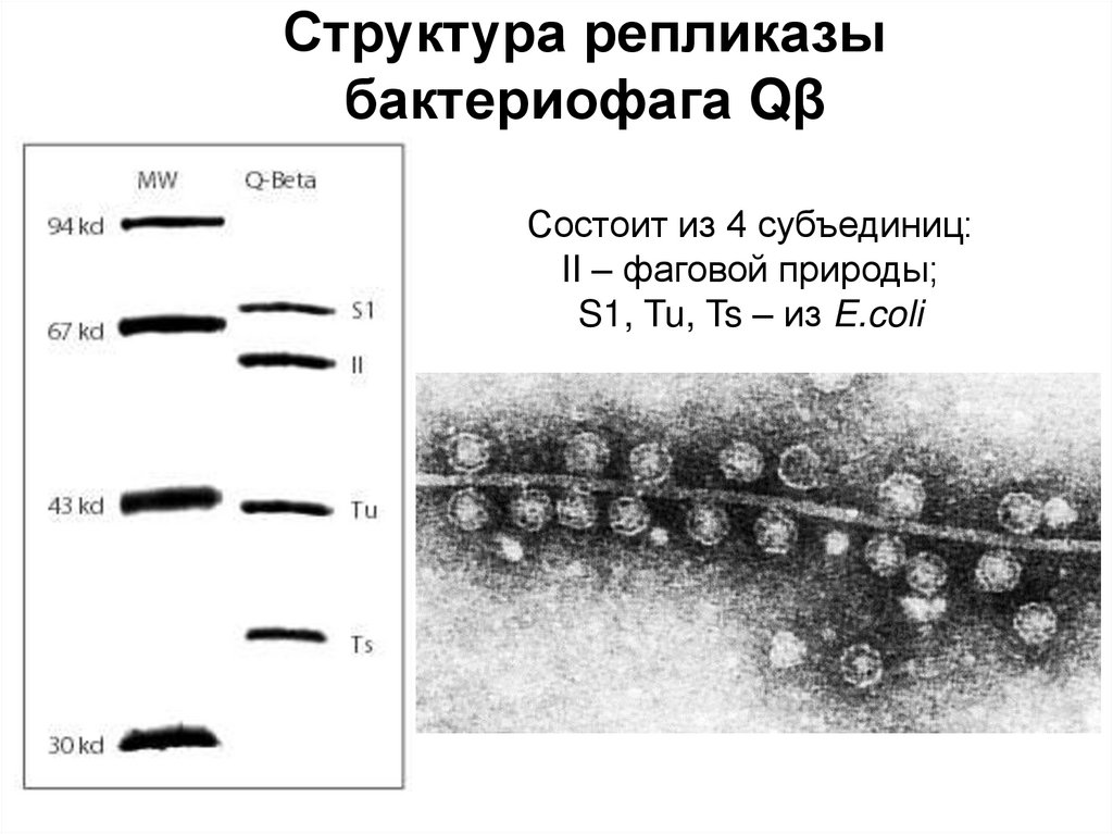 Структура репликазы бактериофага Qβ