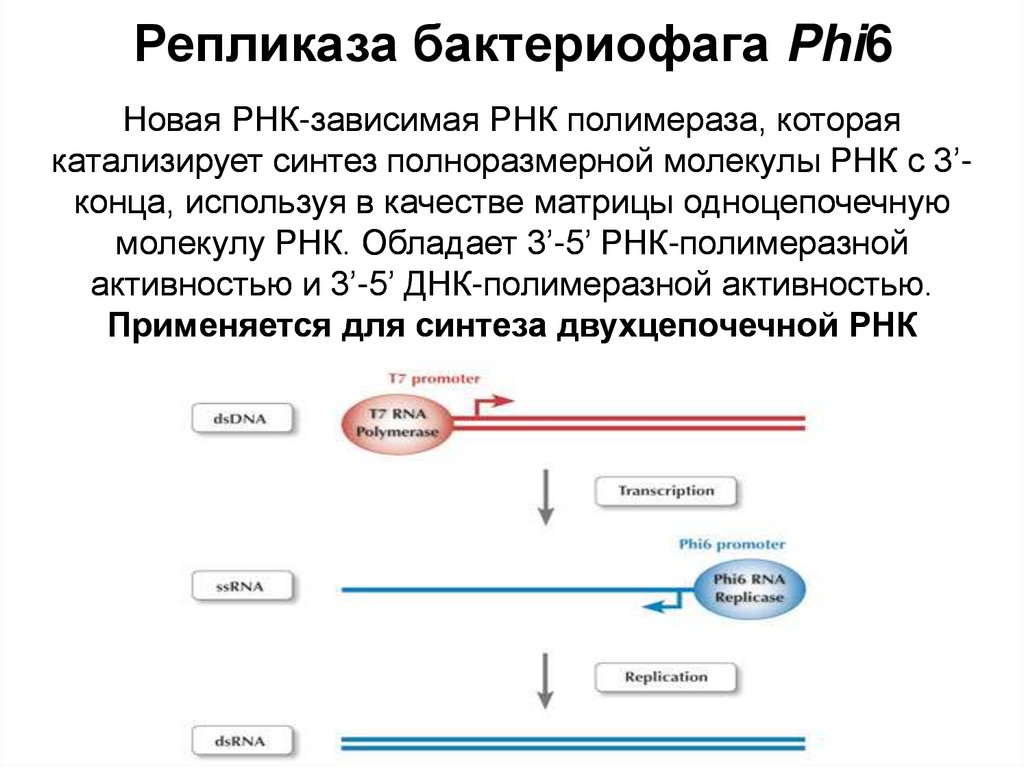 Репликаза бактериофага Phi6