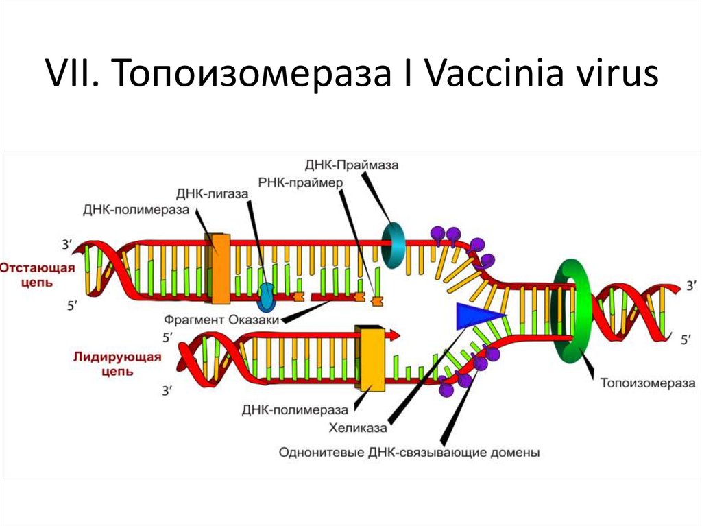 VII. Топоизомераза I Vaccinia virus