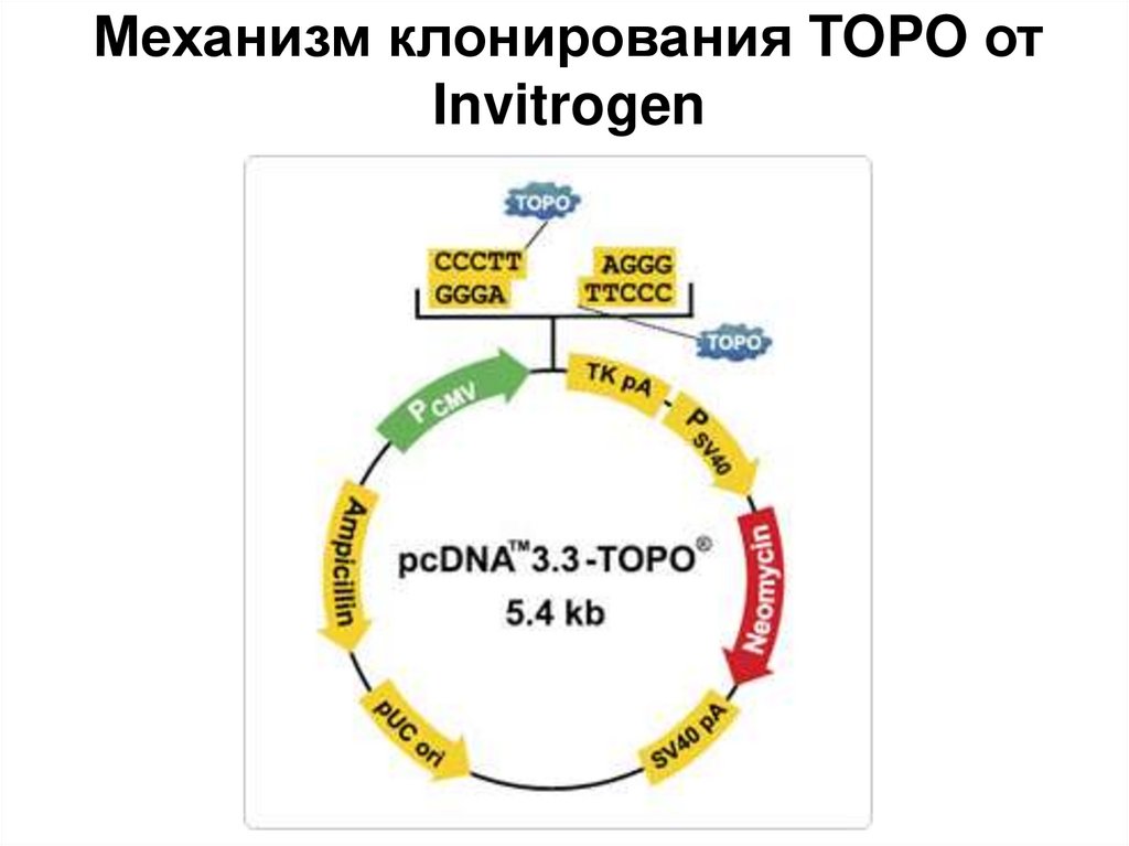 Механизм клонирования TOPO от Invitrogen