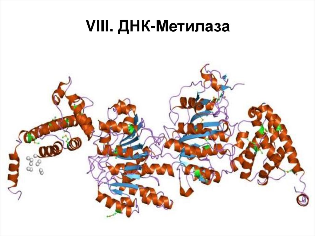 VIII. ДНК-Метилаза