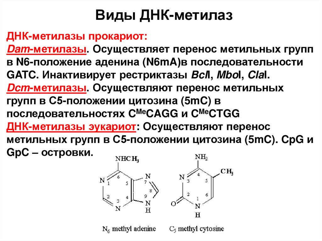 Виды ДНК-метилаз
