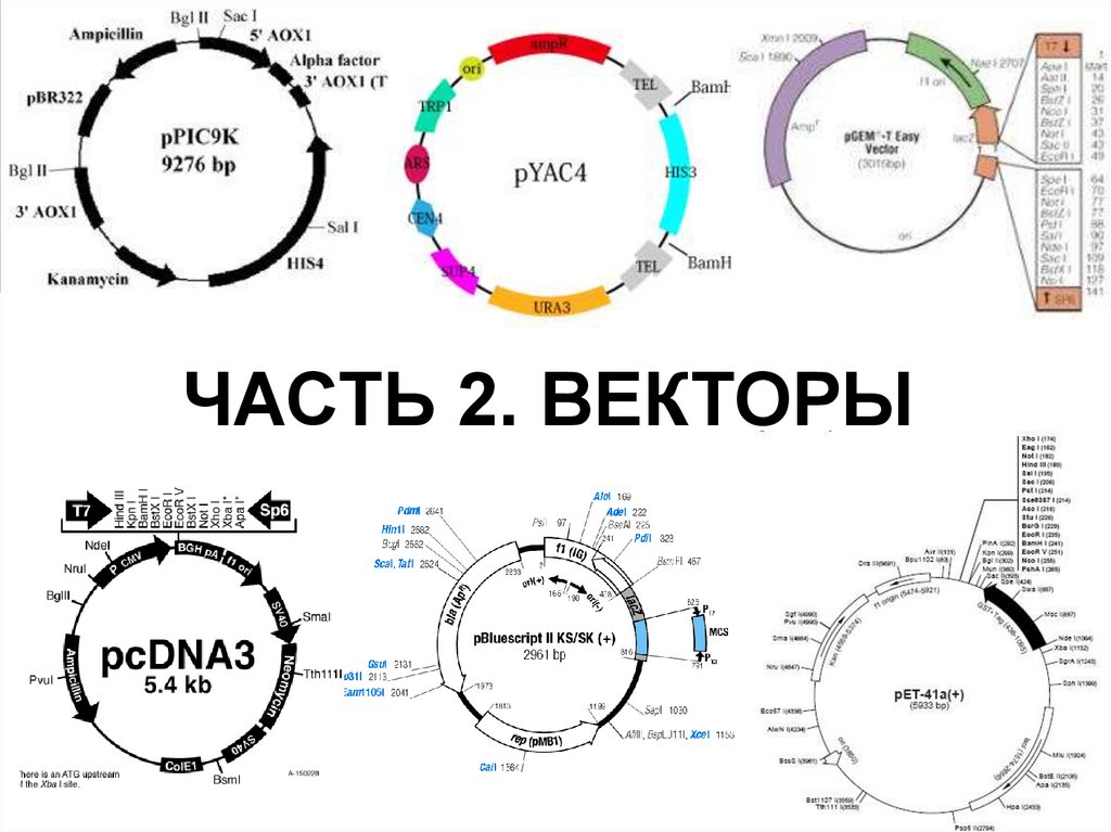 ЧАСТЬ 2. ВЕКТОРЫ