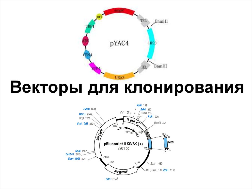 Векторы для клонирования