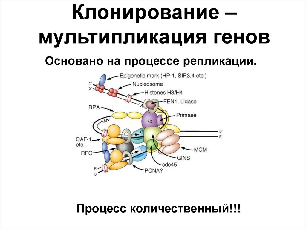 Клонирование – мультипликация генов