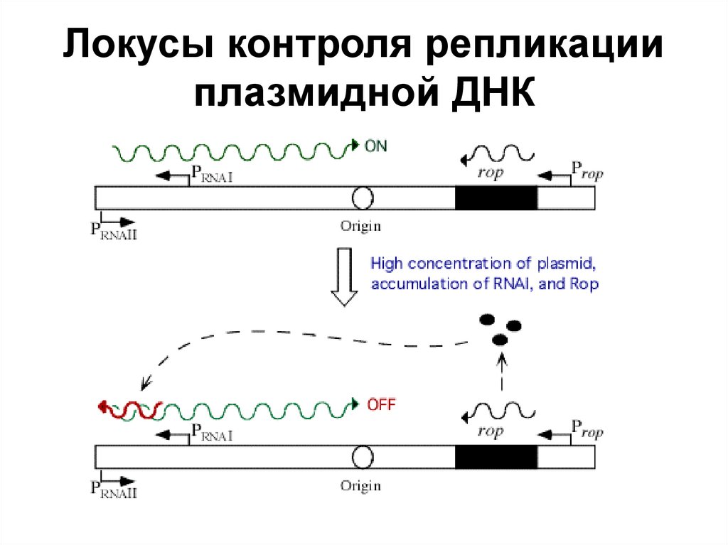 Локусы контроля репликации плазмидной ДНК