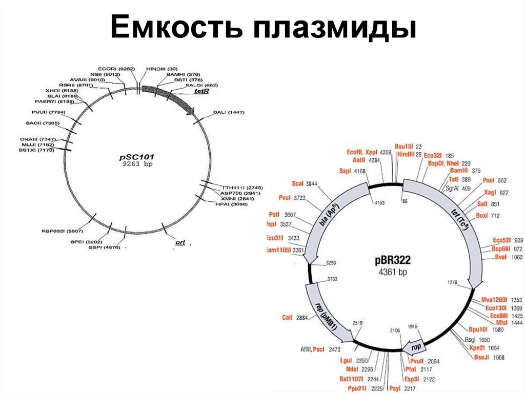 Емкость плазмиды