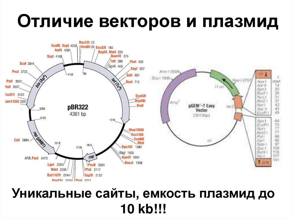 Отличие векторов и плазмид