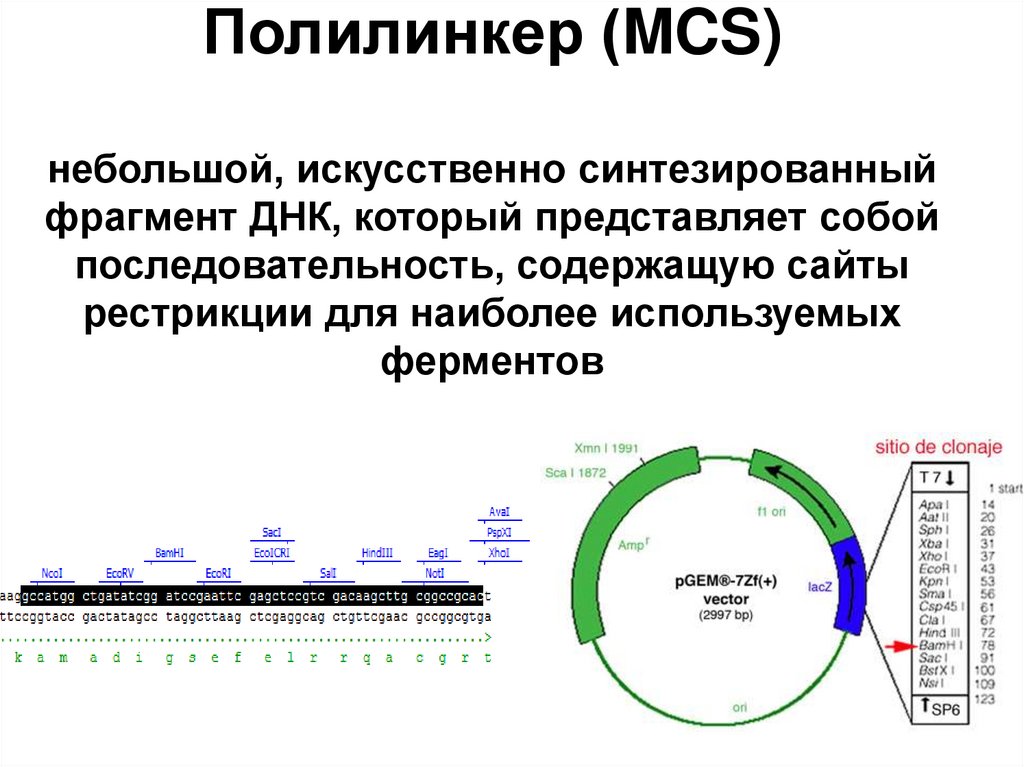 Полилинкер (MCS) небольшой, искусственно синтезированный фрагмент ДНК, который представляет собой последовательность,