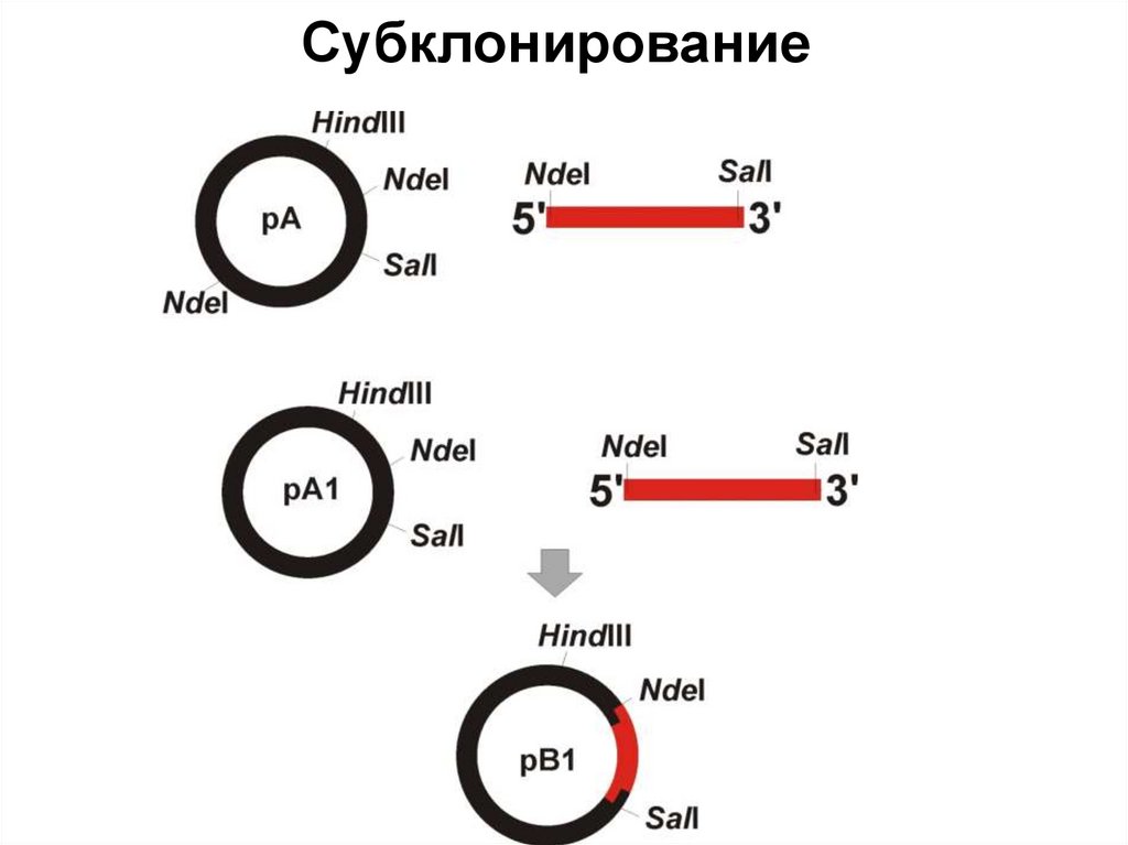 Субклонирование