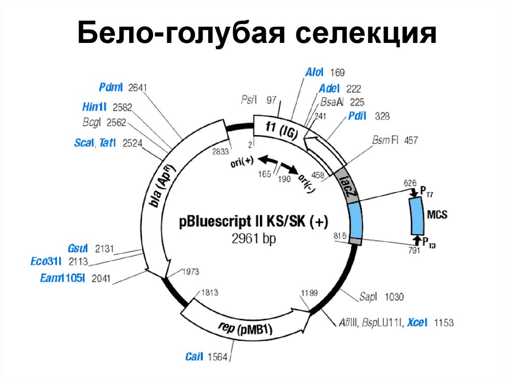 Бело-голубая селекция