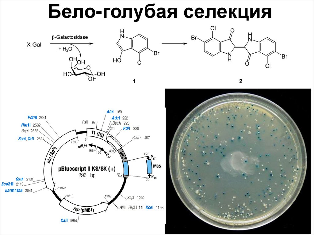 Бело-голубая селекция