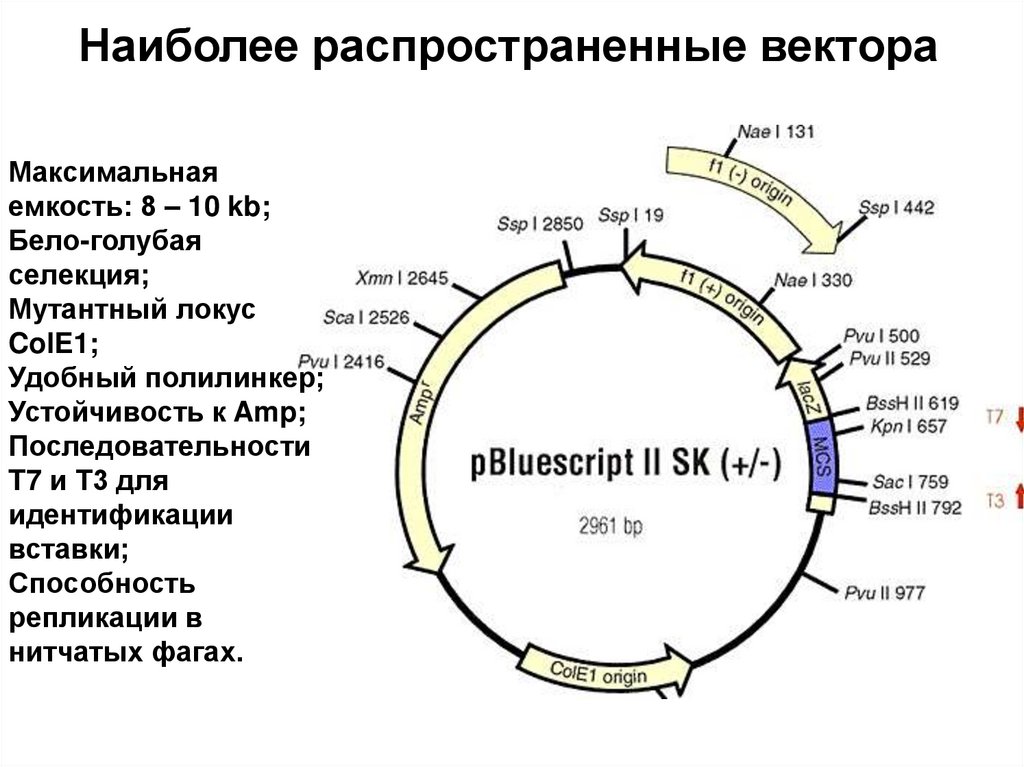 Наиболее распространенные вектора