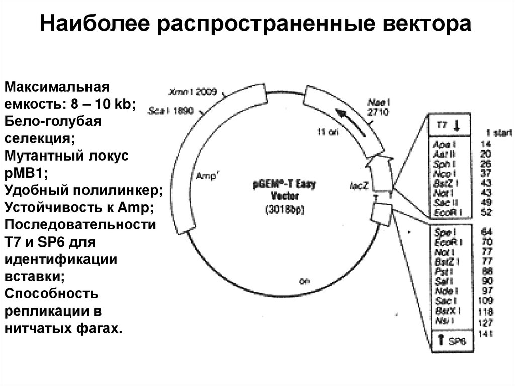 Наиболее распространенные вектора