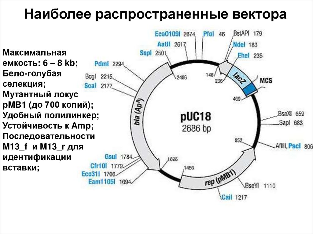 Наиболее распространенные вектора