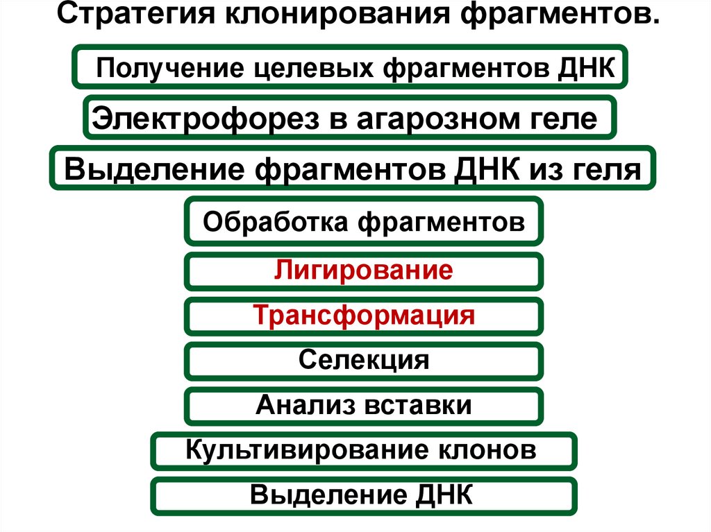 Стратегия клонирования фрагментов.