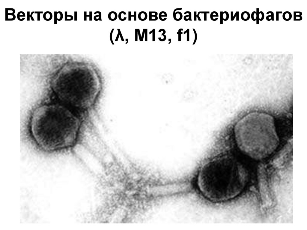 Векторы на основе бактериофагов (λ, M13, f1)