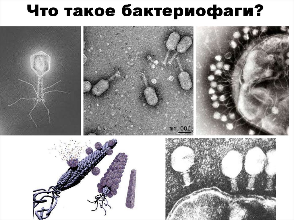 Что такое бактериофаги?
