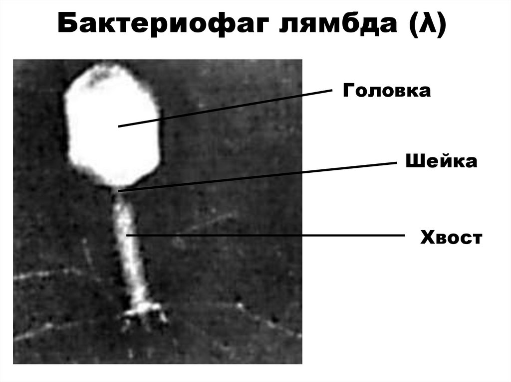 Бактериофаг лямбда (λ)