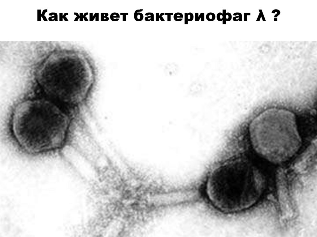 Как живет бактериофаг λ ?