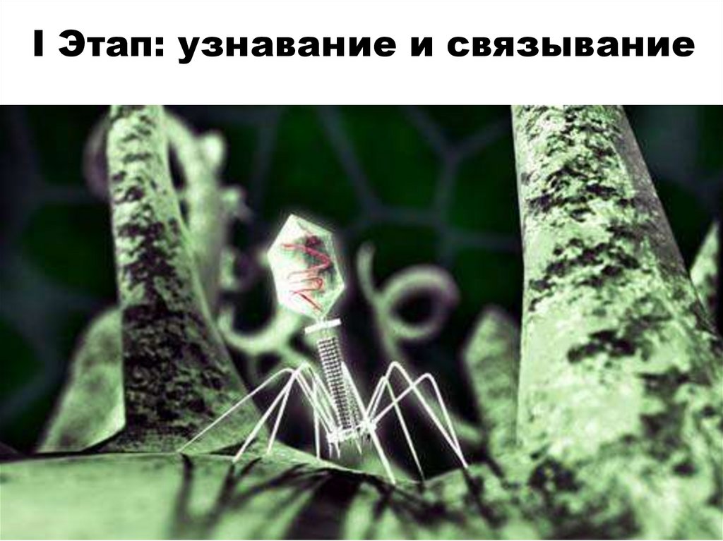 I Этап: узнавание и связывание