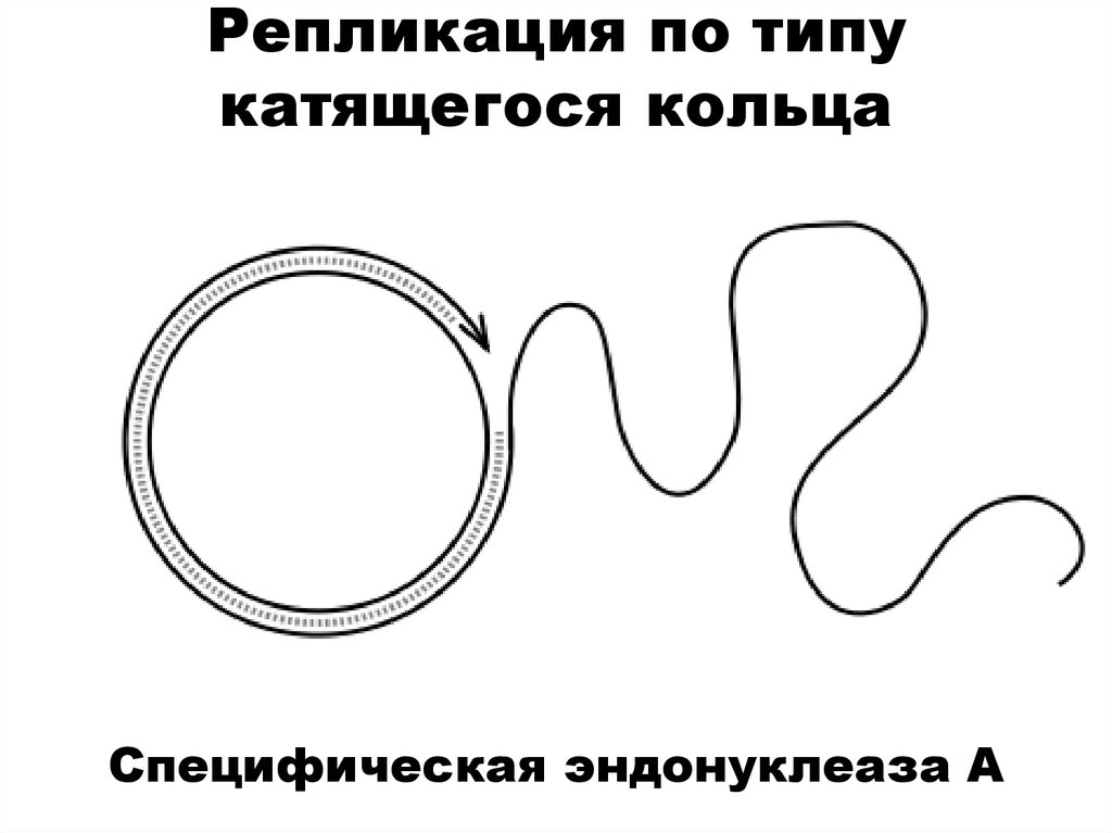 Репликация по типу катящегося кольца